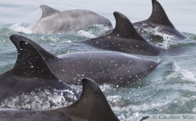 Bottlenose dolphins (Tursiops truncatus), Aberdeen, Scotland. © Caroline Weir