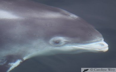 White-beaked dolphin (Lagenorhynchus albirostris), Aberdeen, Scotland. © Caroline Weir