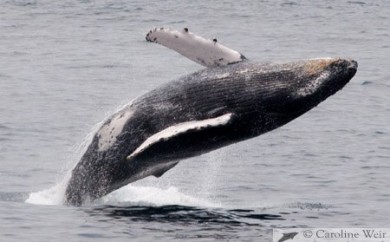 Humpback whale (Megaptera novaeangliae), Angola, Africa. © Caroline Weir