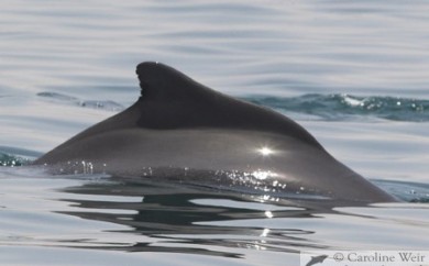 Atlantic humpback dolphin (Sousa teuszii), Angola, Africa. (c) Caroline Weir