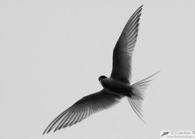 Arctic tern (Sterna paradisaea), Reykjavík, Iceland