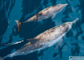 Atlantic spotted dolphin (Stenella frontalis) mother and calf.