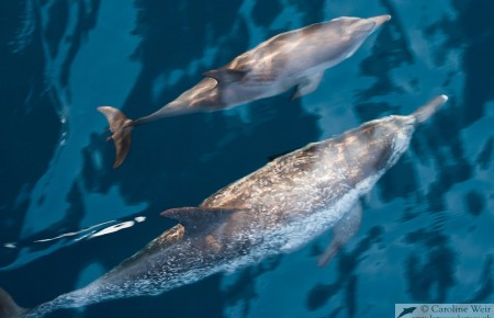 Atlantic spotted dolphin (Stenella frontalis) mother and calf.