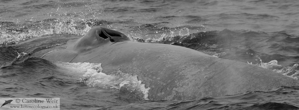 Blue whale (Balaenoptera musculus) in the Sea of Cortez, California