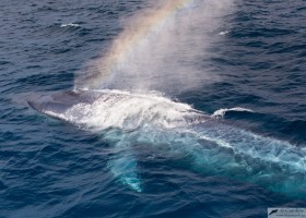 Blue whale (Balaenoptera musculus), Magdalena bay, Pacific Ocean