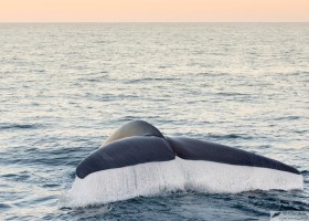 Blue whale (Balaenoptera musculus), Sea of Cortez, Baja California