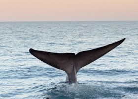 Blue whale (Balaenoptera musculus), Sea of Cortez, Baja California