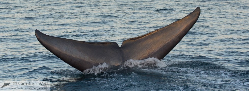 Blue whale (Balaenoptera musculus) in the Sea of Cortez, California