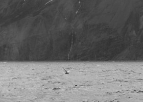 Blue whale (Balaenoptera musculus), Skjálfandi bay, Iceland