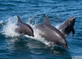 Bottlenose dolphin (Tursiops truncatus), Sea of Cortez, Baja California