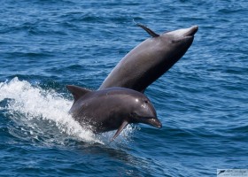 Bottlenose dolphin (Tursiops truncatus), Sea of Cortez, Baja California