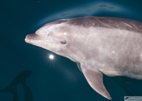 Bottlenose dolphin (Tursiops truncatus), Sea of Cortez, Baja California