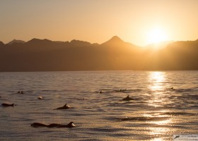 Bottlenose dolphin (Tursiops truncatus), Sea of Cortez, Baja California