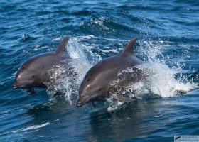 Bottlenose dolphin (Tursiops truncatus), Sea of Cortez, Baja California
