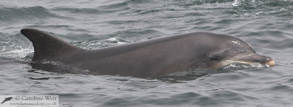 Bottlenose dolphin (Tursiops truncatus) off Aberdeen, Scotland, UK