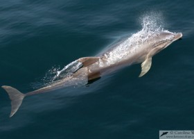 Bottlenose dolphin (Tursiops truncatus) surfacing off Angola