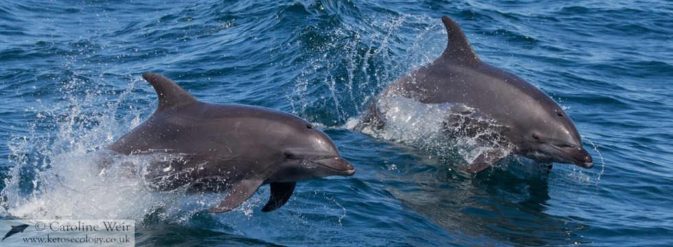 Bottlenose dolphin (Tursiops truncatus) in the Sea of Cortez, California