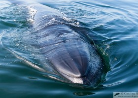 Bryde's whale (Balaenoptera brydei) showing rostral ridges.