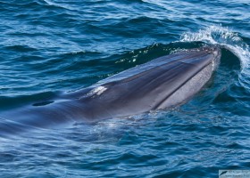 Bryde’s whale (Balaenoptera edeni), Sea of Cortez, Baja California