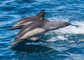 Common dolphin (Delphinus sp.), Sea of Cortez, Baja California