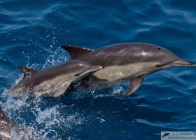 Common dolphin (Delphinus sp.) mother and calf porpoising