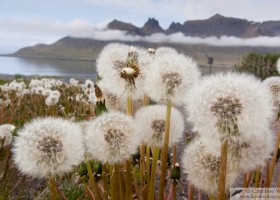 Dandelions (Taraxacum), east fjords, Iceland