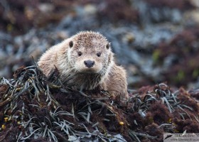 European otter (Lutra lutra), Unst, Shetland, Scotland