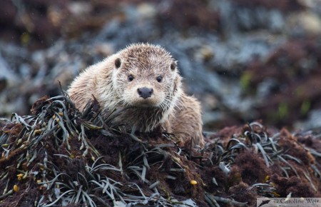 European otter (Lutra lutra), Unst, Shetland, Scotland