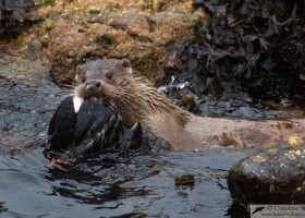 European otter (Lutra lutra) predating Atlantic puffin (Fratercula arctica), mainland Shetland, Scotland