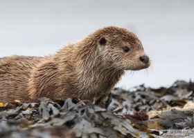 European otter (Lutra lutra), Unst, Shetland, Scotland