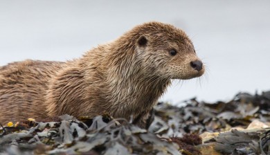 European otter (Lutra lutra), Unst, Shetland, Scotland