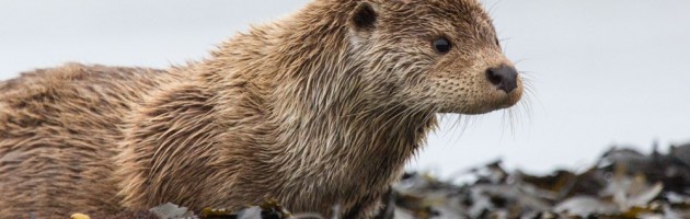 European otter (Lutra lutra), Unst, Shetland, Scotland