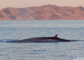 Fin whale (Balaenoptera physalus), Sea of Cortez, Baja California