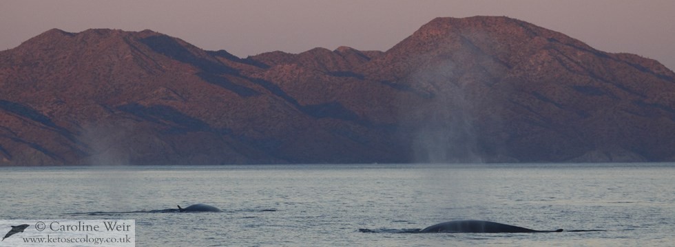 Fin whales (Balaenoptera physalus) in the Sea of Cortez, Baja California