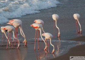 Flock of greater Flamingo (Phoenicopterus roseus) feeding on the beach.