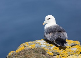 Fulmar (Fulmarus glacialis), Noss, Shetland, Scotland