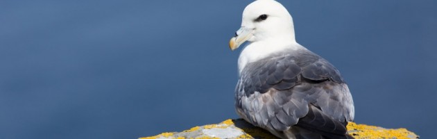 Fulmar (Fulmarus glacialis), Noss, Shetland, Scotland