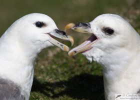 Fulmars (Fulmarus glacialis) fighting, Noss, Shetland, Scotland