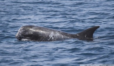 Risso’s dolphin (Grampus griseus) in the Maldives, Indian Ocean