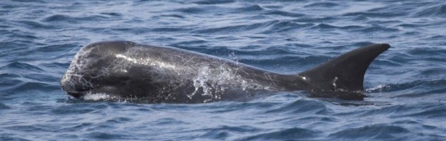 Risso’s dolphin (Grampus griseus) in the Maldives, Indian Ocean
