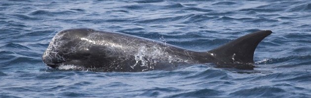 Risso’s dolphin (Grampus griseus) in the Maldives, Indian Ocean