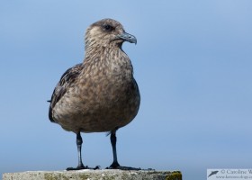 Great skua (Stercorarius skua), Noss, Shetland, Scotland