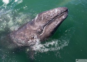 Grey whale (Eschrichtius robustus), San Ignacio lagoon, Mexico