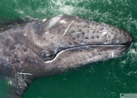 Grey whale (Eschrichtius robustus), San Ignacio lagoon, Mexico