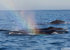 Humpback whale (Megaptera novaeangliae), Cabo San Lucas, Baja California
