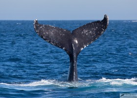 Humpback whale (Megaptera novaeangliae), Cabo San Lucas, Baja California