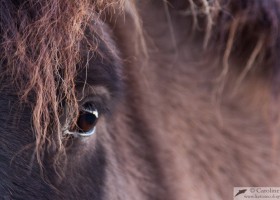 Icelandic horse, Mosfellsbær, Iceland