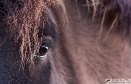 Icelandic horse, Mosfellsbær, Iceland