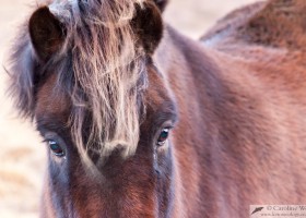 Icelandic horse, Mosfellsbær, Iceland