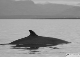 Minke whale (Balaenoptera acutorostrata), Faxaflói bay, Iceland